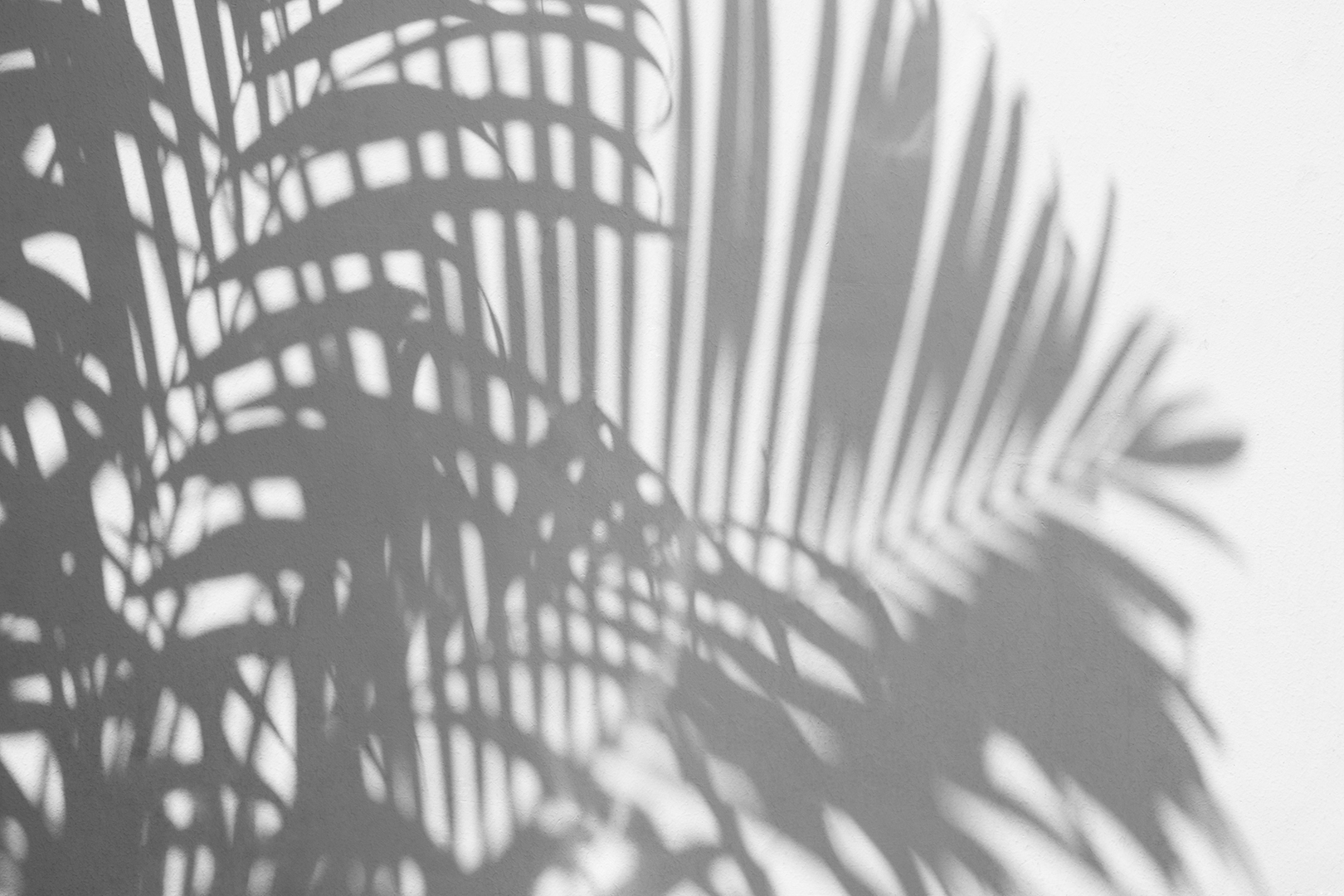 Palm Shadows